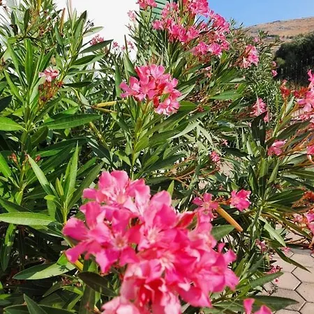 Dalmatia *